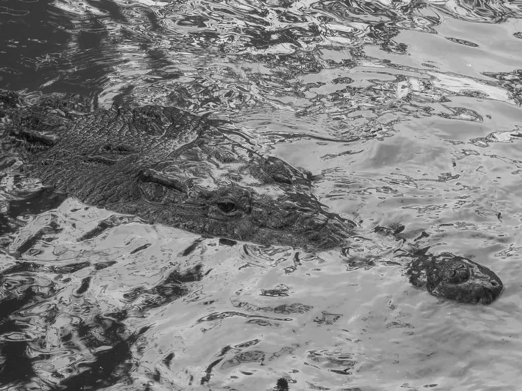 El Nado — cocodrilo en el agua