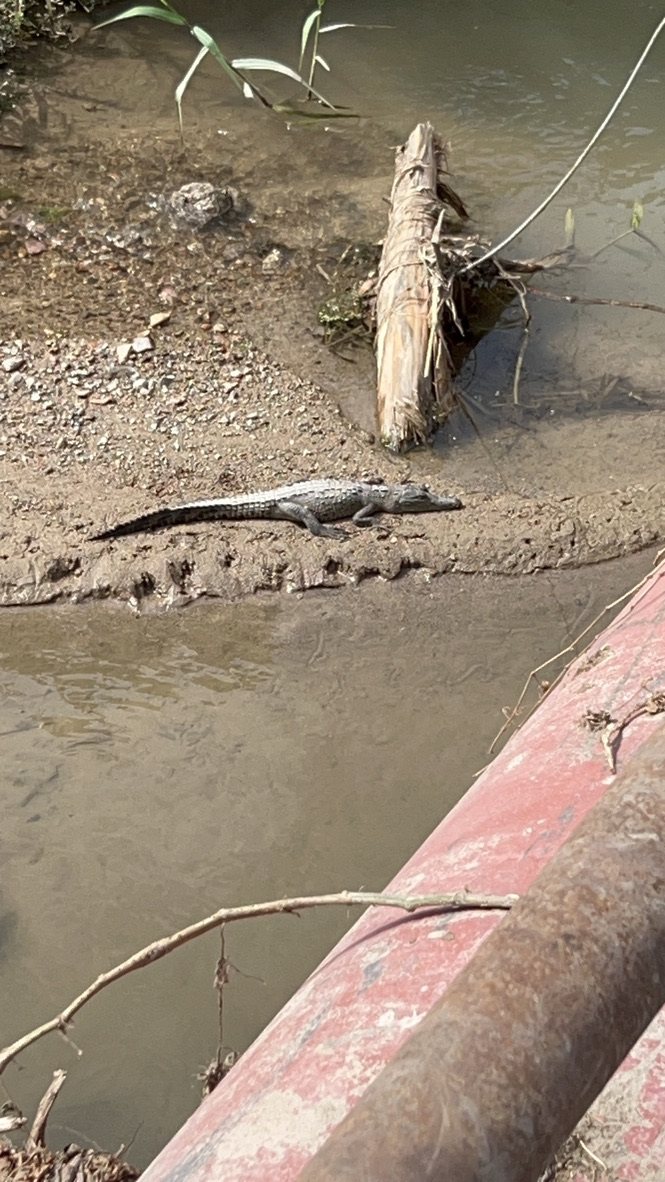 Cocodrilo descansando en la orilla del canal