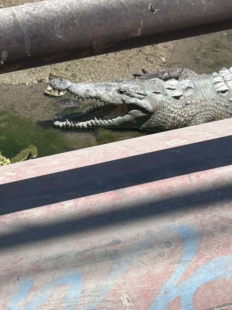 Mandíbula abierta de un cocodrilo en el canal